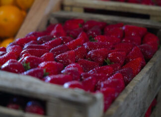 Finde en Escobar: la Fiesta de la Frutilla, JuveActiva y “Tattoo Fest & Wheels” son los eventos destacados