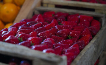 Finde en Escobar: la Fiesta de la Frutilla, JuveActiva y “Tattoo Fest & Wheels” son los eventos destacados