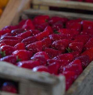 Finde en Escobar: la Fiesta de la Frutilla, JuveActiva y “Tattoo Fest & Wheels” son los eventos destacados