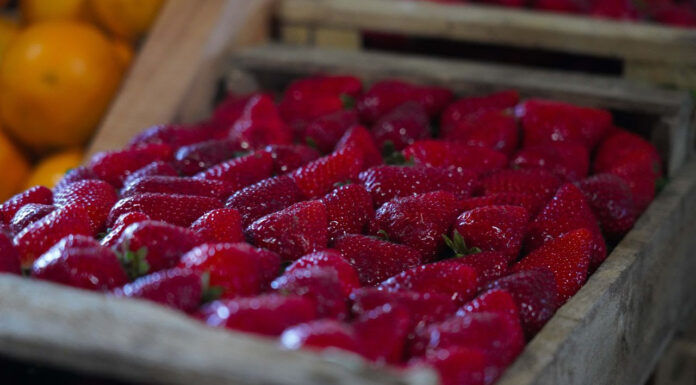 Finde en Escobar: la Fiesta de la Frutilla, JuveActiva y “Tattoo Fest & Wheels” son los eventos destacados