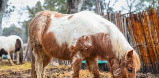 La Municipalidad de Escobar organiza el primer Foro Contra el Maltrato Animal