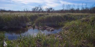 Jornada de concientización en el Día Mundial de los Humedales
