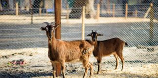 Reabre La Granja Educativa Don Benito