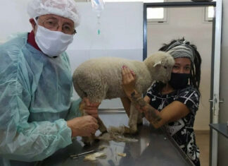 El Hospital Municipal de Zoonosis no solo salva vidas de perros y gatos