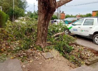 Cronograma semanal de recolección de ramas y podas